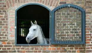 stallfenster