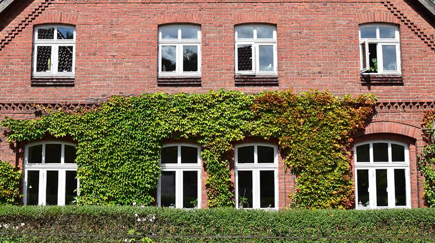 Ein rotes Backsteingebäude mit weiß umrandeten Segmentbogenfenstern, teilweise mit grünem Efeu bewachsen, mit einer Hecke entlang der Vorderseite.